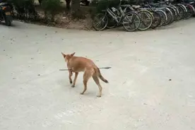 狗狗被人用箭射穿肚子，步履蹒跚找人求助，医生见状头都大了图片