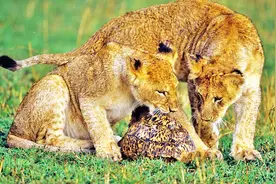 狮子想要吃乌龟，不料乌龟把脑袋一缩，狮子气的龇牙咧嘴！视频封面