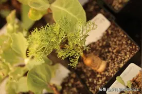 稀有的厚敦菊小块跟，国内不常见的块根植物图片