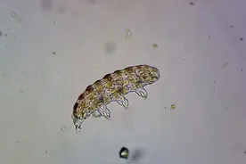 它被誉为地表最强生物，科学家为了杀死它费劲心思图片