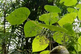 世界上最痛的植物，碰都碰不得，在它面前呼吸都可能会中毒图片