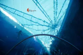 全球最大海洋馆到底有多好玩？图片