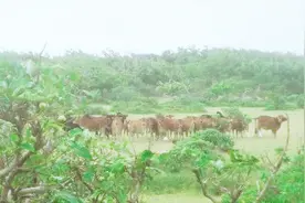 谷歌地球看世界——牛！南海这岛上居然有黄牛视频封面