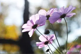 人生，是一场领悟；总会有不期而遇的温暖，和生生不息的希望图片