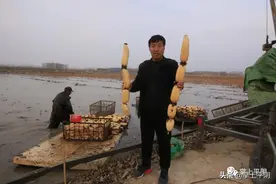 乡村振兴看平阴 | 挖藕捕虾、成立公司……平阴沿黄的这个小村庄蹚出强村富民新路子图片