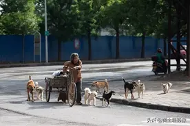 河南90岁拾荒老人养一群流浪狗为伴，多的时候有30只，最怕偷狗贼图片