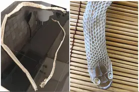 澳洲女士在脸书上求助，称家中发现蛇皮，却不见蛇影，该怎么办？图片