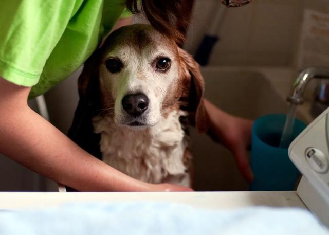 狮王宠物沐浴露去鸡皮肤