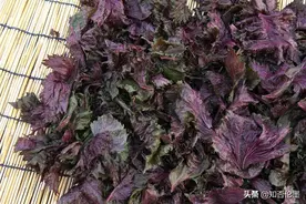 在农村，种植这3种野菜很“吃香”，不愁销路，市场需求量大图片