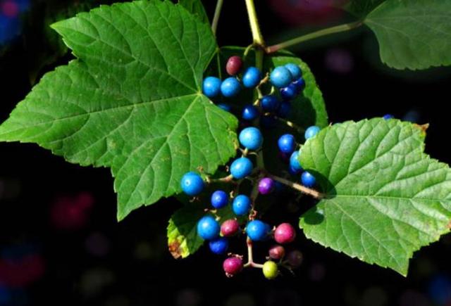 野葡萄的功效与作用及食用, 新疆野葡萄的功效与作用(乡下这种常见的