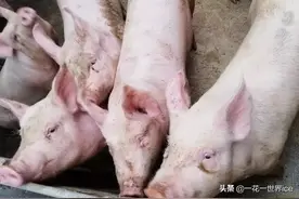 打算2020年养猪，什么时候买小猪利润“最高”？看完有数了图片