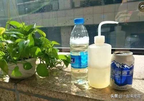 浇花别只用啤酒，掺上1种东西，四季油绿不黄叶，开花也多