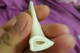 竟然有人开始撸野猪牙了！啥？老祖宗早就盯上它了？图片