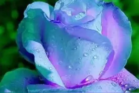 玫瑰的诱惑图片