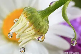 寒露节气古诗四首：寒露正催黄菊晚，一林寒露紫梨繁图片
