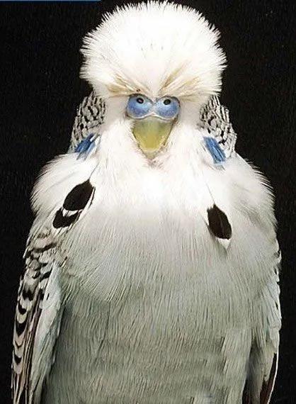 黄绿鱼鳞鹦鹉