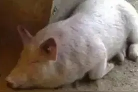 问题探讨——猪场招工为什么这样难图片