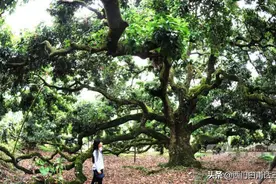 有一850年树龄的荔枝树，树冠占地一亩，年产1000公斤，是真的吗图片