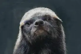 吃毒蛇就像吃辣条的平头哥，真的百毒不侵吗？其实它被人们高估了图片