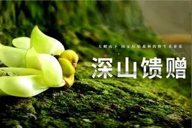 靓爆镜！红的粉的青的紫的禾雀花，全都开好了！图片