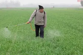 用食盐和洗洁精自制除草剂，效果很好，为啥专家不建议推广？图片