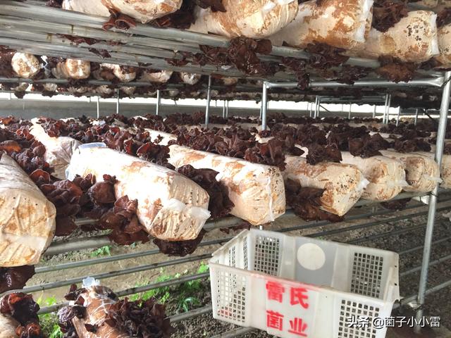 没想到，你是这样的渣渣——食用菌废弃菌渣的循环利用