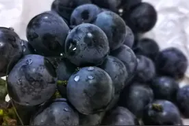 12316农技|葡萄白粉病什么季节高发？如何防治？图片