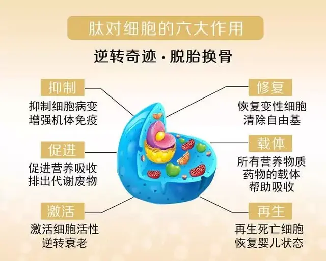 小分子肽对心脏的功效与作用 2026年最新小分子肽对心脏的功效与作用