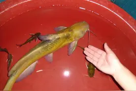 使用土办法钓黄辣丁（黄颡鱼），不吹不黑每次都连竿不断图片