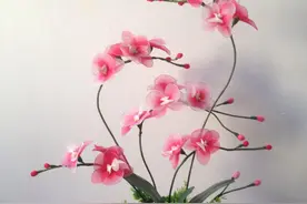 卫生间也能养花，这3种花没有阳光也能长势好，还能开花呢图片