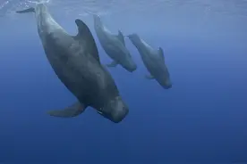 虎鲸海洋霸主地位遭挑战，领航鲸围殴虎鲸，迫其让出地盘交出猎物图片