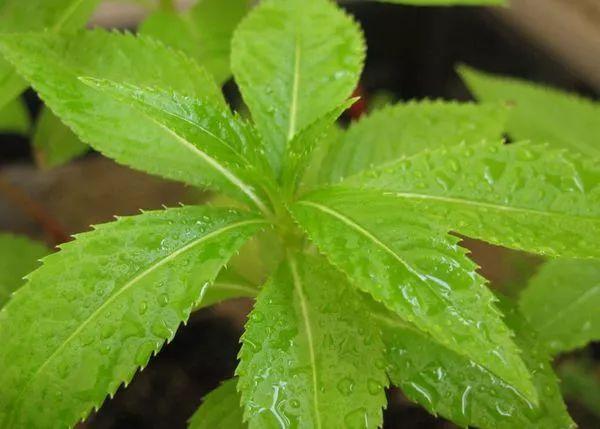 涂甲油胶花型 2025年涂甲油胶花型怎么涂 涂甲油胶花型 2025年涂甲油胶花型怎么涂