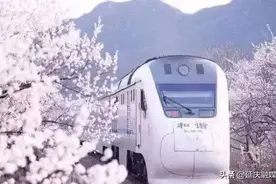 当百年车站邂逅“开往春天的列车”……梦幻般的美丽！图片