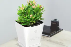 植物换盆看这里，4个关键点，少了等于没换盆图片
