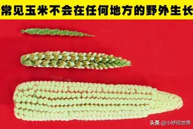你可能不会在历史课本里学到的8个有趣的历史冷知识图片