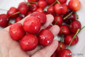 清洗樱桃时，用清水洗等于吃虫子！果农教您一招，虫子自动溜走图片