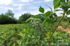 生态鲁山芳林秀图片