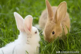 英语原版阅读: Rain图片