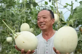 河南杞县：城郊乡小蜜瓜大产业，致富路上不停歇图片