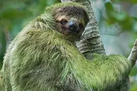 树懒生树上、死树上，懒到极致，只有一件事是积极：交配图片