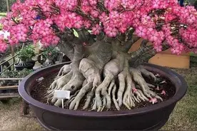 6种“小多肉”，轻松养成“树”，身高八米，开花漂亮图片