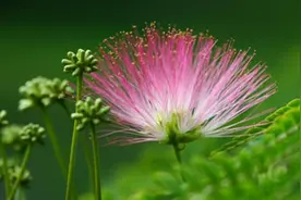 关于中国古老树种——合欢的民间传说图片