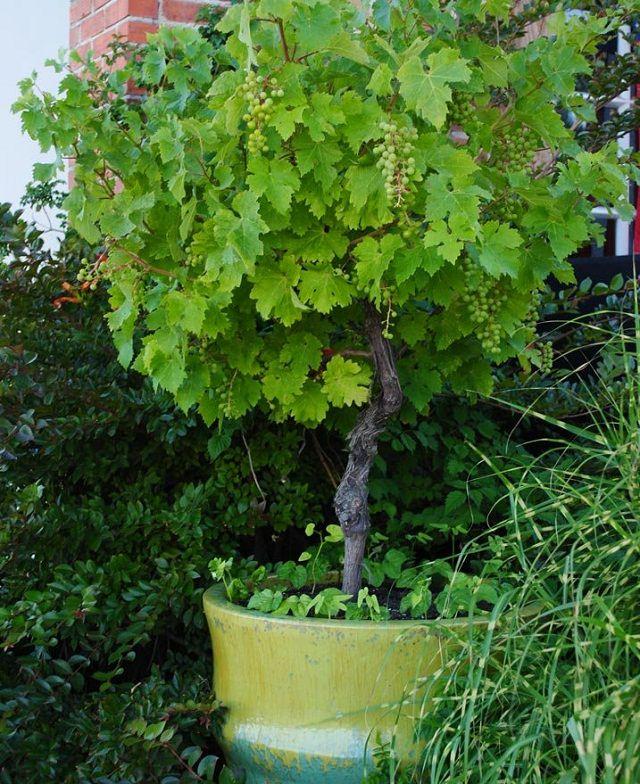 在阳台种这9种水果，结果又快又多，随吃随摘，新鲜、健康又省钱