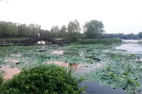 清荷微风——漫步白龟湖畔图片