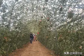 抗疫助农    暖心直播   推动蒲城瓜农脱贫致富奔小康图片