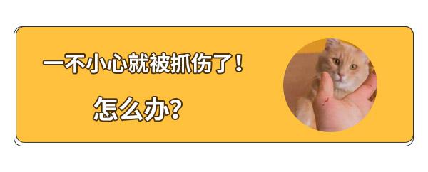 被家猫轻微抓伤怎么办