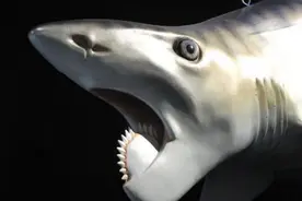 嘴里长着“电锯”的鲨鱼？幸好早已灭绝，否则人类难以接近海洋图片