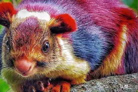 马拉巴尔巨松鼠，一种神话般存在的生物图片