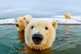 假如地球飞速变暖，一场消灭人口的世界大战或不可避免图片