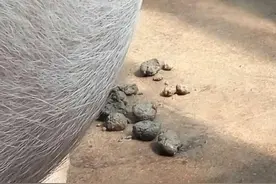 怀孕母猪便秘怎么办？哺乳母猪为什么便秘？母猪粪便干燥怎样解决图片